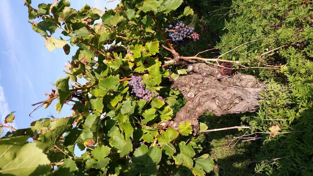 Le Clos Des Aramons Bernis Exteriör bild